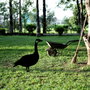Aberto Design Goose 01 Negro